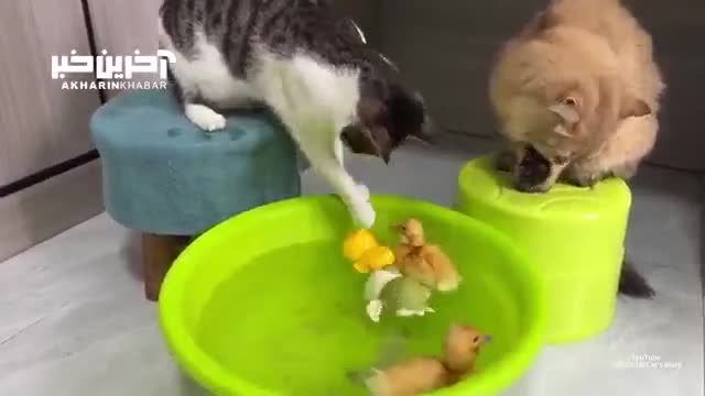 وقتی گربه های مهربان نقش پدر و مادر را برای بچه اردک‌ ها بازی می کنند