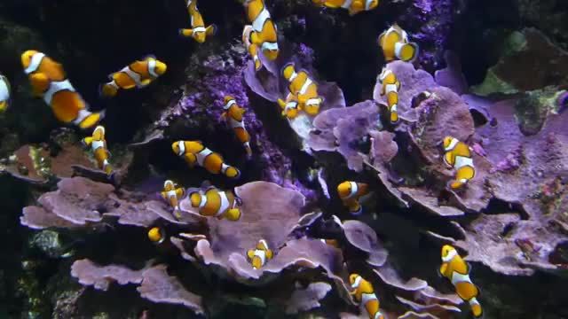 3 ساعت موسیقی آرامش بخش آکواریوم مرجانی | آکواریوم ماهی دلقک خیره کننده