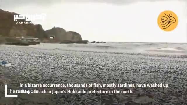 ماجرای مرگ هزاران تُن ماهی ساردین در ساحل شمال ژاپن