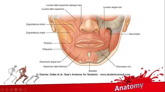 عضلات صورت (Facial muscles) | آموزش جامع علوم تشریح آناتومی سر و گردن | جلسه یازدهم (3)