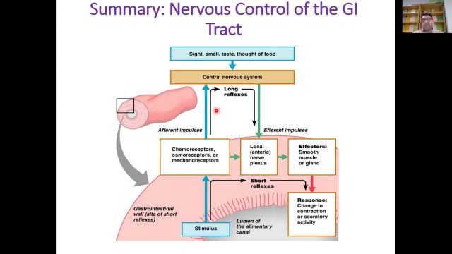 کنترل هورمونی و عصبی دستگاه گوارش | آموزش جامع فیزیولوژی دستگاه گوارش | جلسه دوم