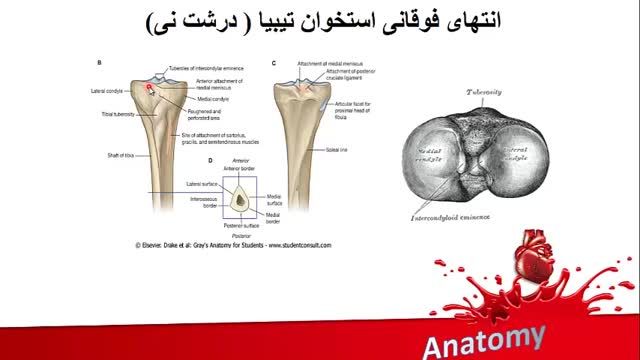 استخوان های اندام تحتانی | آموزش علوم تشریح (آناتومی) اسکلتی - عضلانی | جلسه بیست و نهم (4)