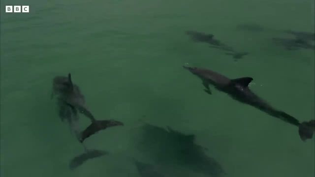 ویدیویی دیدنی از بازی دلفین جوان در آب های آزاد | این ویدیو را از دست ندهید!