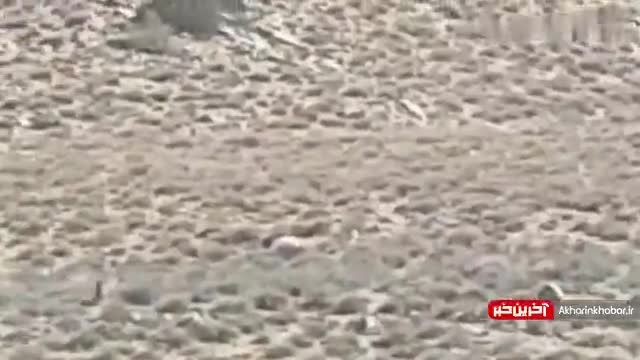 مشاهده 2 قلاده پلنگ ایرانی در دیباج | ویدیو