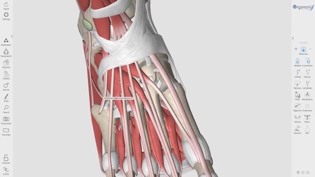بررسی ویدیویی آناتومی عضلات پا به ویژه کف پا