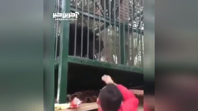 کلیپ جنجالی و دیدنی سیگار کشیدنِ میمون در باغ وحش