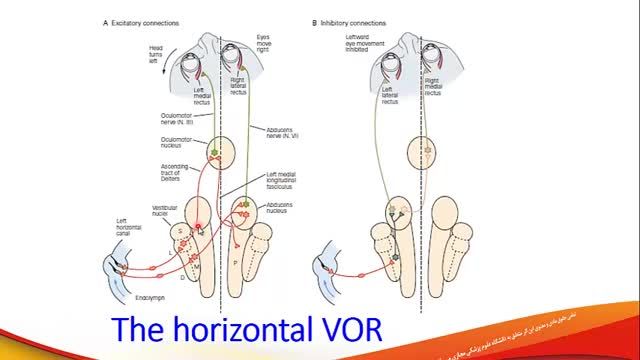 سیستم دهلیزی (Vestibular System) | آموزش فیزیولوژی اعصاب | جلسه بیست و چهارم (2)