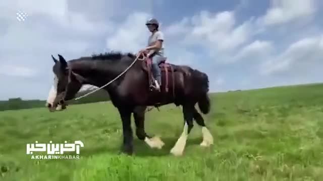 قد بلندترین اسب جهان را ببینید