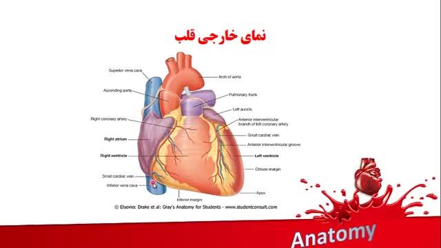 آناتومی قلب | آموزش علوم تشریح (آناتومی) قلب و عروق | جلسه اول (3)
