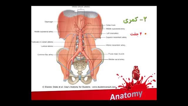 آناتومی عروق خونی | آموزش علوم تشریح آناتومی قلب و عروق | جلسه هشتم (14)