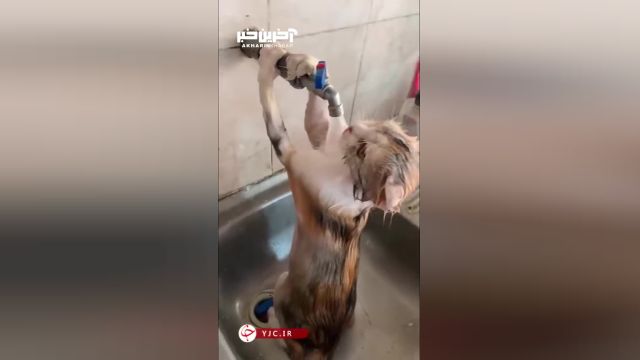 کلیپ پناه‌ بردن یک گربه به شیر آب در گرمای اهواز