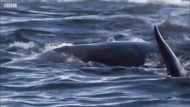 ویدیویی از نهنگ قاتل که جالب است ببینید!