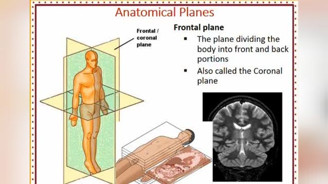 اصطلاحات آناتومی | آموزش آناتومی عمومی | جلسه دوم (1)