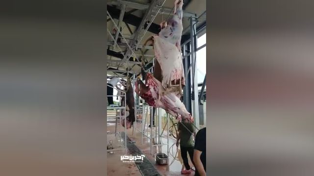 عملیات جداسازی پوست از گوشت گاو غول پیکر