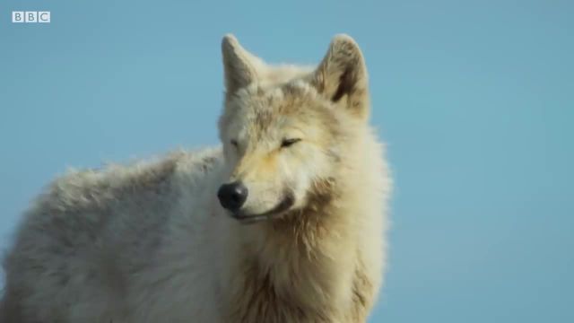 شکار گرگ قطبی بیبی کاریبو را در این ویدیو ببینید!