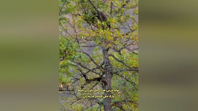تماشای فیلمی دیدنی از دو توله خرس بازیگوش بالای درخت