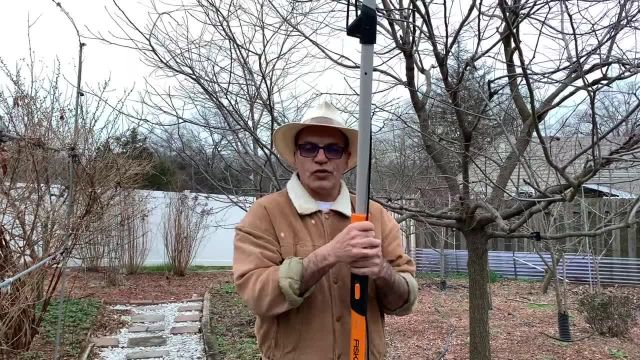 روش هرس کردن درخت 8 ساله خرمالو