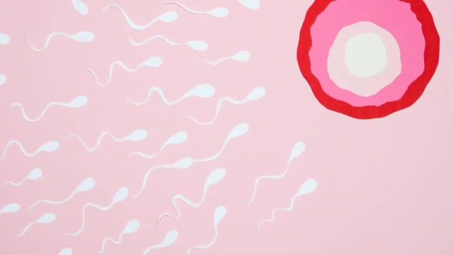 همه چیز در مورد اسپریژن Sperigen | تقویت قوای جنسی و توان باروری آقایان