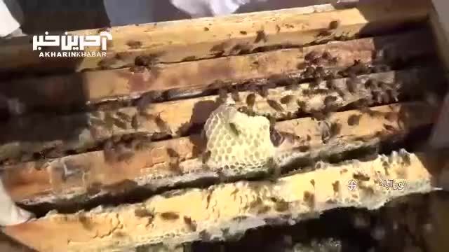 زنبوردار لرستانی برترین تولید کننده عسل در ایران