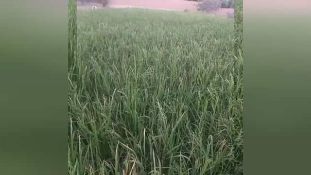 آیا کاشت برنج در شهرهای کویری واقعیت دارد؟
