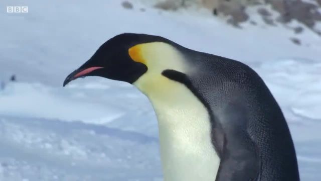 مسابقه پنگوئن برای غذا دادن به جوجه گرسنه اش!