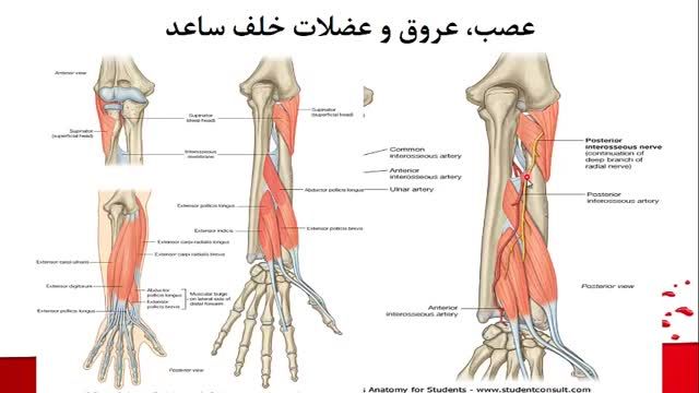 آناتومی مقاطع عرضی اندام فوقانی و تحتانی | آموزش آناتومی مقطعی بدن | جلسه دوازدهم (2)