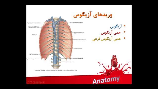 آناتومی عروق خونی | آموزش علوم تشریح آناتومی قلب و عروق | جلسه هشتم (10)