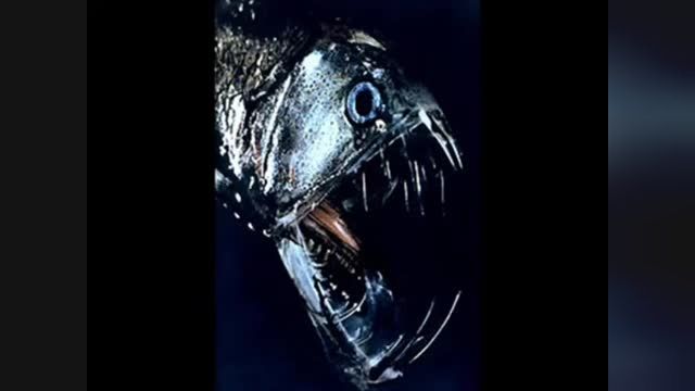 10 Most Horrible Deep Sea Creatures (Reupload)