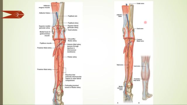 آناتومی عروق و اعصاب ساق پا | کدام عروق به ساق پا خون می دهند؟