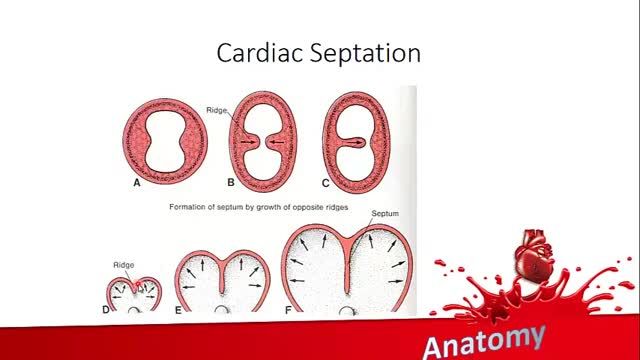 جنین شناسی دستگاه قلب و عروق | آموزش علوم تشریح (آناتومی) قلب و عروق | جلسه هفتم (3)