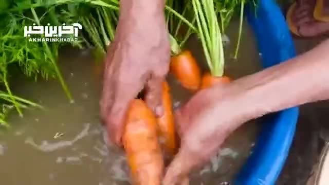 طریقه کاشت و پرورش هویج درشت و آبدار در خانه