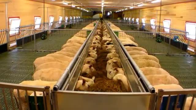خوراک دادن به گوسفندان