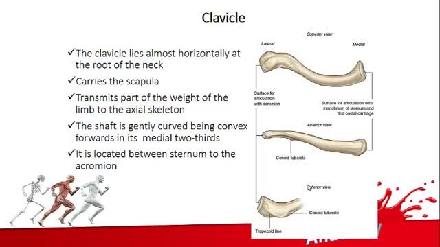 استخوان کلاویکل (Clavicle) | آموزش علوم تشریح (آناتومی) اسکلتی - عضلانی | جلسه ششم