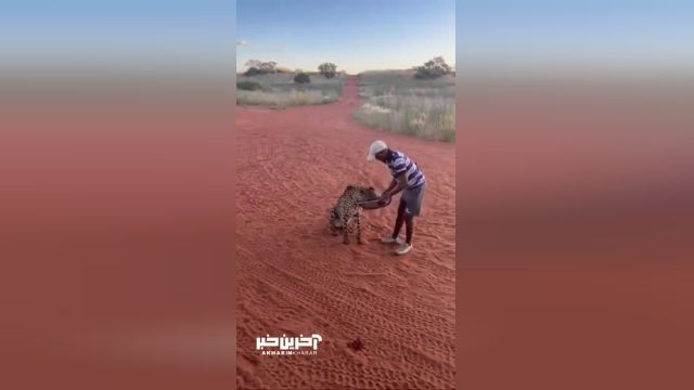 لحظه غذا خوردن یک چیتا از دست مرد آفریقایی