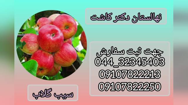 فروش نهال سیب گلاب و انواع ارقام نهال