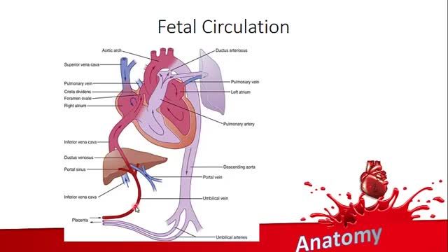 جنین شناسی دستگاه قلب و عروق | آموزش علوم تشریح آناتومی قلب و عروق | جلسه هفتم (9)
