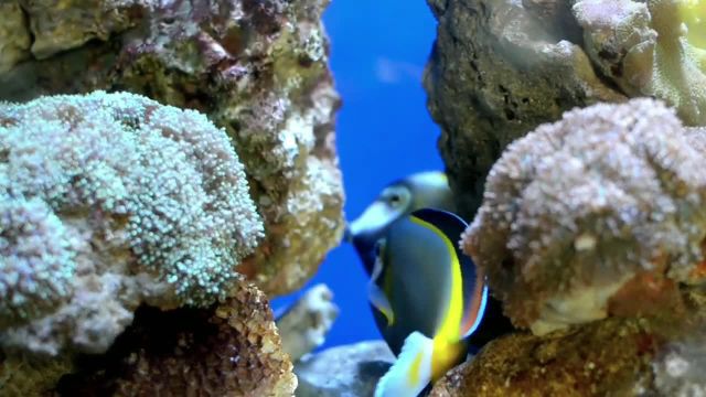 ویدیو وضعیت واتساپ از طبیعت با صدای طبیعت کوتاه 30 ثانیه ای | ماهی های رنگارنگ
