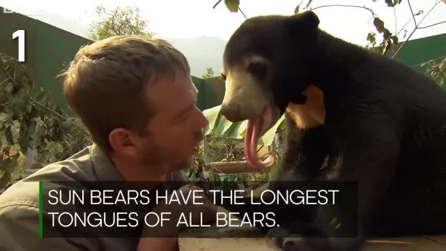 14 دلیل که خرس های خورشیدی حیوان مورد علاقه شما هستند!