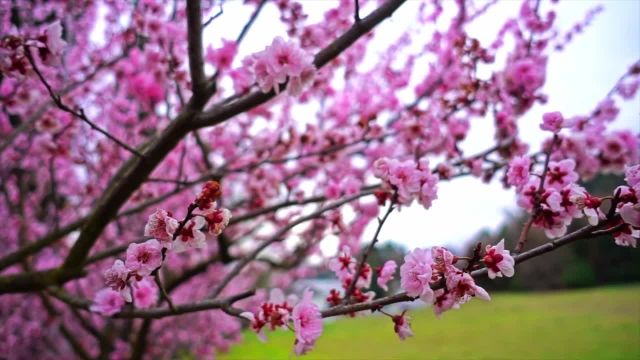 گلهای بهاری زیبا و جذاب | مناظر شگفت انگیز طبیعت و بهترین موسیقی آرامش بخش • 3 ساعت