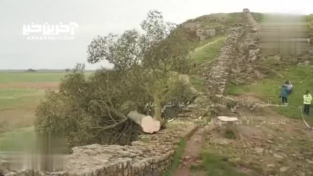 جنجال قطع درخت فیلم رابین هود به دست پسر 16 ساله