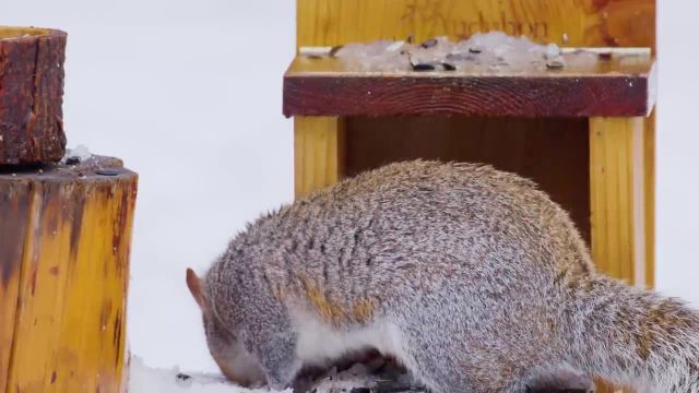 آرامش در طبیعت حیوانات زمستانی | نمای نزدیک از پرندگان وحشی و سنجاب‌ ها | قسمت سوم