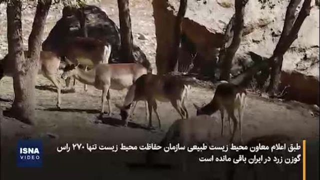 گوزن‌های در حال انقراض ایرانی | ویدیو