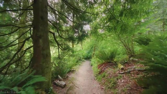 پیاده‌ روی مجازی در پارک می کریک، نیوکاسل | جنگل در یک روز آفتابی + آواز پرندگان جنگل