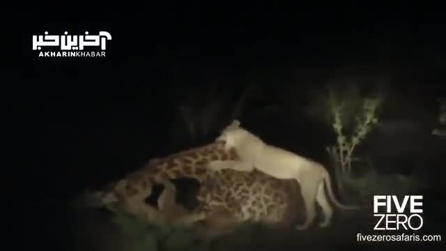 شیرها: خبری از شب شکار زرافه توسط گروهی از آن‌ها