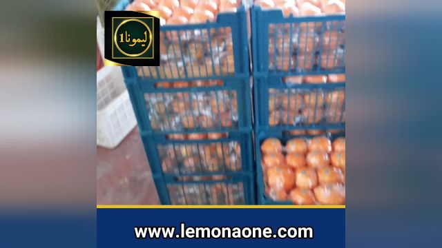 فروش عمده نارنج صادراتی  + ارزان ترین قیمت نارنج در بازار تهران