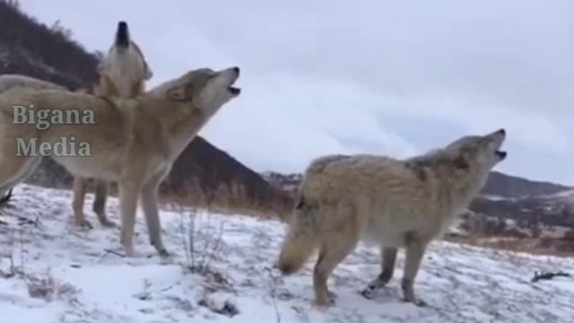 حمله گرگ ها به سگ کانگال که با زنجیر بسته است | نبرد حیوانات