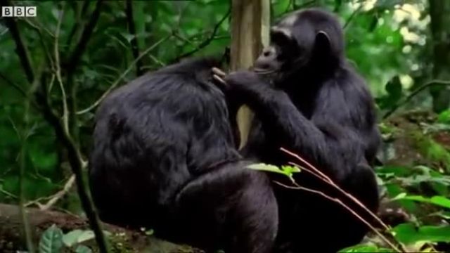 حیوانات بامزه | شامپانزه مو کوتاه می کند!