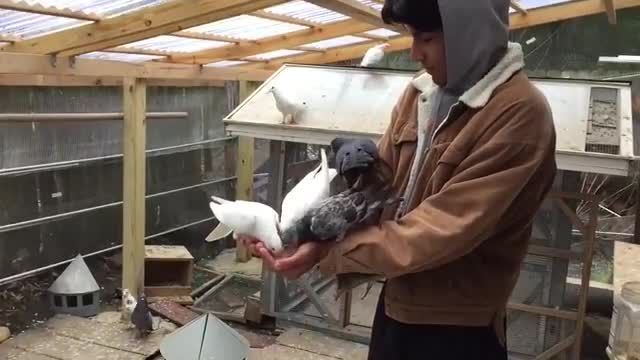 دوستی بین انسان و حیوان با آبتین و کبوترهای دست آموزش