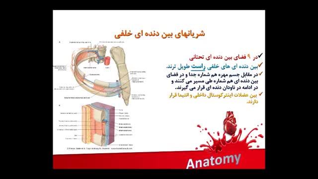 آناتومی عروق خونی | آموزش علوم تشریح آناتومی قلب و عروق | جلسه هشتم (6)