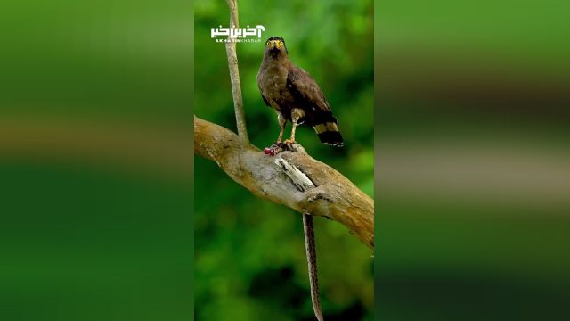 تجربه هیجان انگیز: عقاب مارخور کاکلی که یک مار فوق العاده سمی را میل می‌کند!